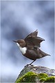 Le cérémonial continue par un battement d'aile CINCLE PLONGEUR 
Oiseau
PHOTO NATURE et faune sauvage

Que nature vive 

Daniel TRINQUECOSTES 
