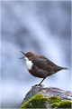 Et maintenant le chant .... CINCLE PLONGEUR 
Oiseau
PHOTO NATURE et faune sauvage

Que nature vive 

Daniel TRINQUECOSTES 