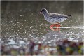  CHEVALIER gambette
Oiseau
Limicole
Que-Nature-Vive
Photographie faune sauvage
Daniel Trinquecostes 