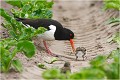 Les adultes peuvent être prévenants .... HUITRIER PIE 
Limicole 
Oiseaux
Photographie de faune sauvage
Que-nature-vive
Daniel TRINQUECOSTES 