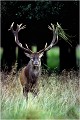  Parc de DYREHAVEN .Brame 2001.
Cerf au brame.
Dyrehaven 2001
Mammifère.
Cerf élaphe.Cervus élaphus.
Photographie de faune sauvage.
Daniel TRINQUECOSTES
Que nature vive 