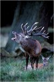 Tôt le matin. Parc de DYREHAVEN .Brame 2001.
Cerf au brame.
Dyrehaven 2001
Mammifère.
Cerf élaphe.Cervus élaphus.
Photographie de faune sauvage.
Daniel TRINQUECOSTES
Que nature vive 