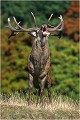 " SIMBA " bramant Parc de DYREHAVEN .Brame 2002
Cerf au brame.
Dyrehaven 2002
Mammifère.
Cerf élaphe.Cervus élaphus.
Photographie de faune sauvage.
Daniel TRINQUECOSTES
Que nature vive 