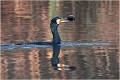 Dans cette queue d'étang, en bordure de roselière les cormorans se nourrissent de poissons chat. GRAND CORMORAN
Oiseaux
Pêche de cormoran
OISEAUX DU MARAIS
Photographie de faune sauvage
Daniel TRINQUECOSTES
Que nature vive 