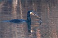  GRAND CORMORAN
Oiseaux
Pêche de cormoran
OISEAUX DU MARAIS
Photographie de faune sauvage
Daniel TRINQUECOSTES
Que nature vive 