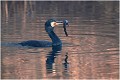  GRAND CORMORAN
Oiseaux
Pêche de cormoran
OISEAUX DU MARAIS
Photographie de faune sauvage
Daniel TRINQUECOSTES
Que nature vive 