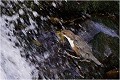 Cet oiseau est particulièrement adapté aux rivières aux eaux vives et tumultueuses.Vous le voyez sur cette image, traverser le rideau d'eau de la cascade pour apporter des matériaux de construction dans son nid ! CINCLE PLONGEUR
OISEAU
photographie  nature et faune sauvage
Daniel TRINQUECOSTES
que-nature-vive
 
